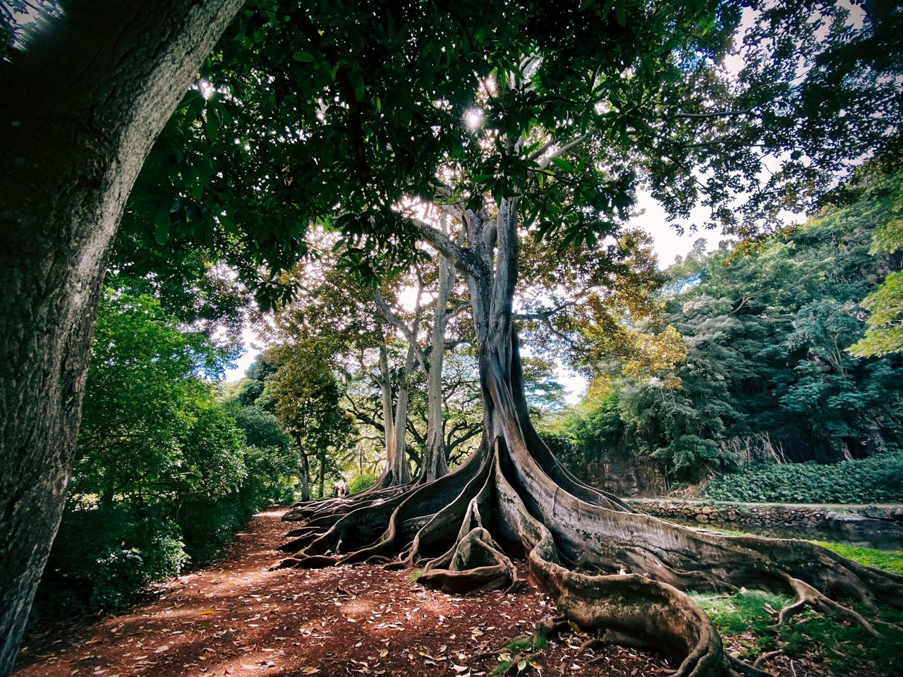 Rooted tree